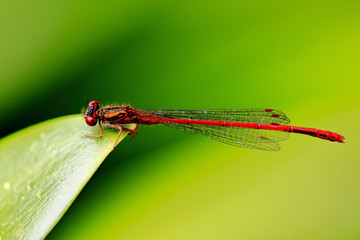 dragonfly on leaf