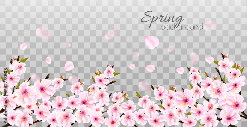 Poster branches of a blossoming sakura on transparent background. vector.