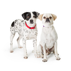 Two Dogs Together on White Background
