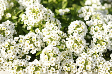 白い花　スイートアリッサム