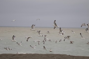 Swirling waves on River end. The Russian river coloring brown the Pacific ocean after rain. Seagulls are on Goat Rock Beach, Sonoma County, California winter. 