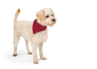 Wheaten Terrier Cross Dog Standing Side
