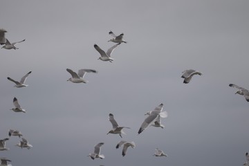 Swirling waves on River end. The Russian river coloring brown the Pacific ocean after rain. Seagulls are on Goat Rock Beach, Sonoma County, California winter. 