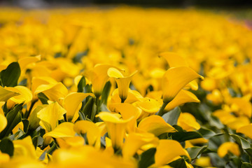 Calla garden field cultivation