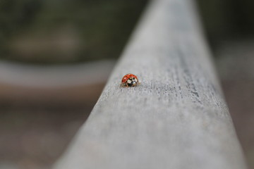 Ladybug