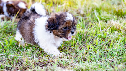 Cachorro filhote