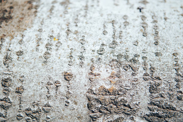 Obraz premium Close up tree bark texture as a wooden background. Background texture of tree bark