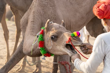 Papier Peint photo Lavable Chameau L& 39 homme indien et troupeau de chameaux au cours de Pushkar Camel Mela, Rajasthan, Inde