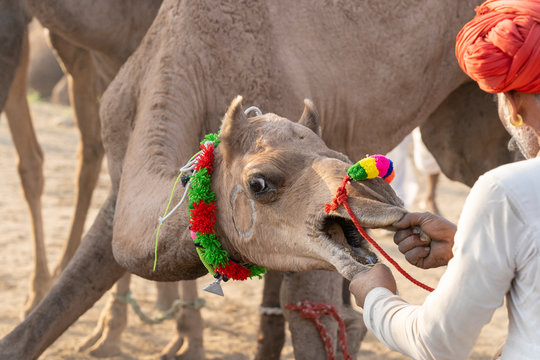 Indian man and herd camels during Pushkar Camel Mela, Rajasthan, India