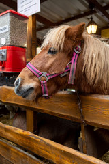 Adorable chestnut pony behind wooden fence on annual Christmas market with people walking around, Prague