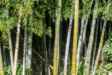 Green bamboo forest in Batumi botanical garden on a summer sunny day, beautiful tropical nature
