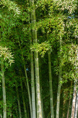 Green bamboo forest in Batumi botanical garden on a summer sunny day, beautiful tropical nature