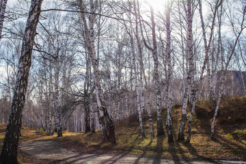 sun shines on birch tree with branches without leaves against in autumn forest on sunny day. landscape of birch grove.
