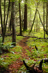 small foot path in forest