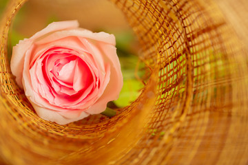 Pink roses for love on Valentine's Day