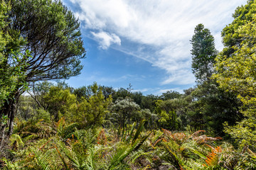 Waipoua Forest, New Zealand