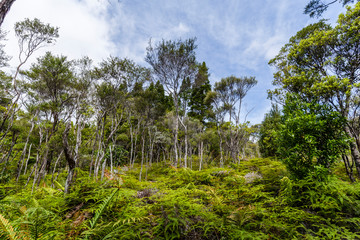 Fototapeta na wymiar Waipoua Forest, New Zealand