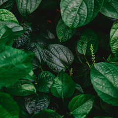 Dark Green leaf pattern on the surface.Top view