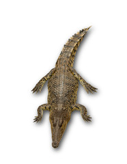 Obraz premium Bliska duży krokodyl na białym tle