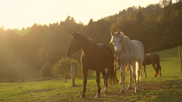 Slow motion, sun flare beautiful senior horses enjoying their peaceful retirement on a large ranch