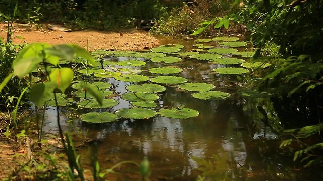Naturaleza, lagunas, lagos, paisajes, flores, mariposas, vegetacion, plantas