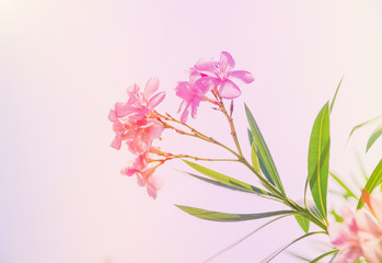 Oleander flower, flower background, Pink flower in the morning.