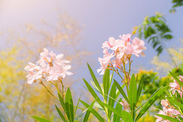 Oleander flower, flower background, Pink flower in the morning, Close-up of first flowers on spring.