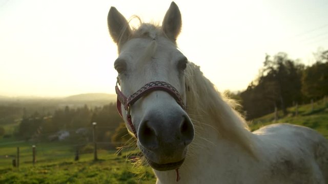 SLOW MOTION, LENS FLARE, PORTRAIT: Curious old white horse looking into the camera at sunset. Beautiful senior mare enjoying her retirement in a peaceful green ranch in stunning Slovenian countryside.