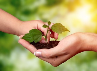 Hands of young beautiful couple holding little green plant