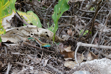 Colorful lizard hiding in dry leaves and grass