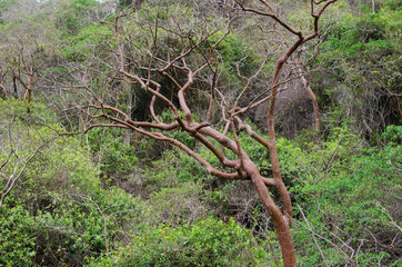 Dry tree among lush greenery of the jungle