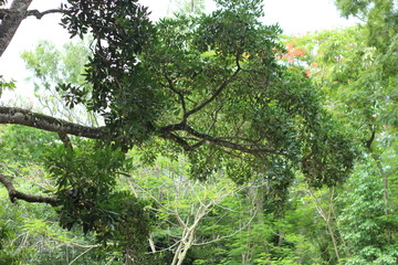 Fototapeta premium tree in the forest