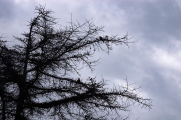 Bare tree against a cloudy sky