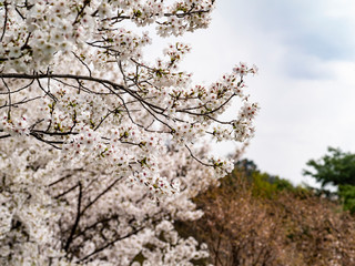 山に咲く桜