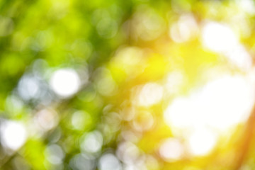 Obraz premium bokeh abstract background / Natural green bokeh and yellow sunlight colorful texture background