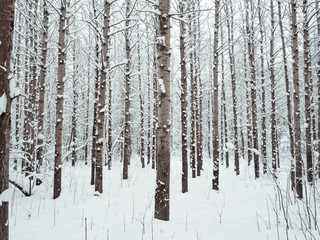 Fototapeta premium Snow-covered tree trunks in the forest.