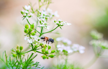 Nature green white vegetable flower background Close up insect bee collects pollen for honeybee