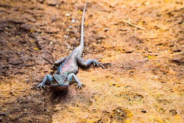 Chameleon crawls on a brown stone floor, Chameleon lying on the sidewalk.
