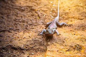 Chameleon crawls on a brown stone floor, Chameleon lying on the sidewalk.