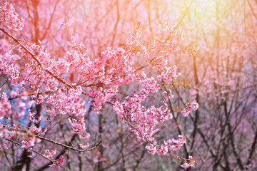wild himalayan cherry blooming sakura flower Phu Lom Lo Loei and Phitsanulok of Thailand