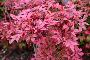 Nandina, heavenly bamboo tree red leaves variety