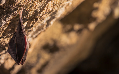 Close up small sleeping horseshoe bat covered by wings, hanging upside down on top of cold natural rock cave while hibernating. Creative wildlife photography. Creatively illuminated blurry background.