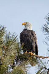 Naklejka premium Majestatyczny orzeł w słoneczny dzień.