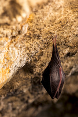 Close up small sleeping horseshoe bat covered by wings, hanging upside down on top of cold natural rock cave while hibernating. Creative wildlife photography. Creatively illuminated blurry background.