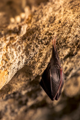 Close up small sleeping horseshoe bat covered by wings, hanging upside down on top of cold natural rock cave while hibernating. Creative wildlife photography. Creatively illuminated blurry background.