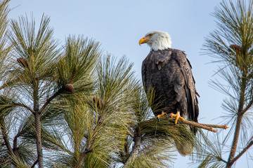 Eagle on branch in north Idaho.