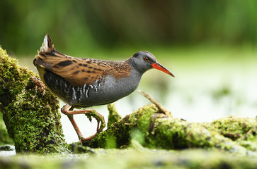 Water Rail (Rallus aquaticus)