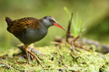 Water Rail (Rallus aquaticus)