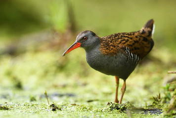 Water Rail (Rallus aquaticus)