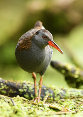 Water Rail (Rallus aquaticus)